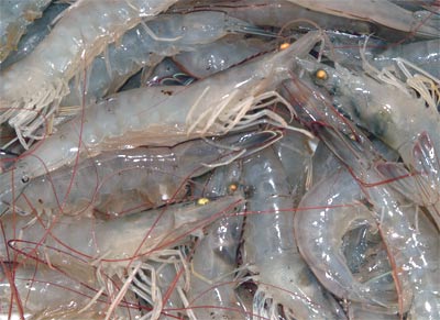 Phần mềm kế toán MISA SME – 27 năm số 1 Việt Nam