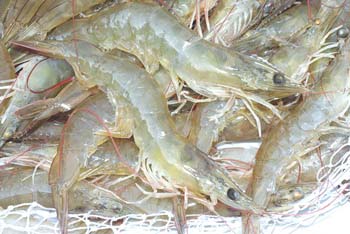Phần mềm kế toán MISA SME – 27 năm số 1 Việt Nam