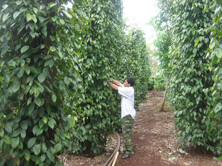 Phần mềm kế toán MISA SME – 27 năm số 1 Việt Nam