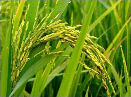 Phần mềm kế toán MISA SME – 27 năm số 1 Việt Nam