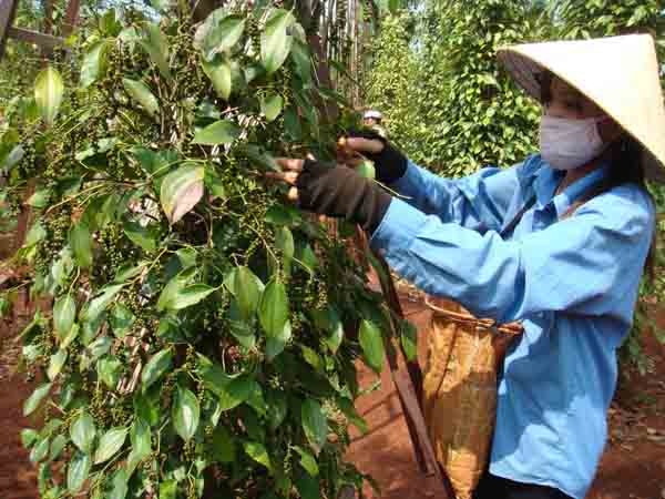 Phần mềm kế toán MISA SME – 27 năm số 1 Việt Nam