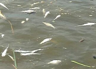 Thanh Hóa: Nông dân mất tiền tỉ chỉ sau một đêm