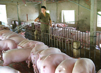 Khẳng định người chăn nuôi trong nước không dùng chất cấm