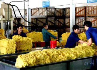 Giá cao su giảm, khó tiêu thụ