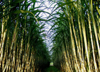 Tồn kho và nhập lậu tăng cao, mía đường gặp khó khăn