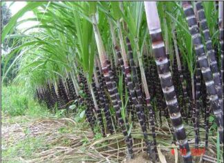 Trồng mía tím lãi hơn trăm triệu một vụ