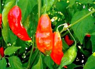 Giá ớt bất ngờ tuột mạnh